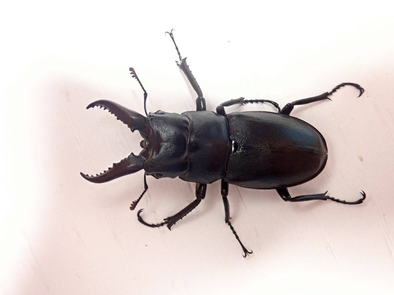 ハチジョウノコギリクワガタ 野外標本 ハチジョウノコギリクワガタ