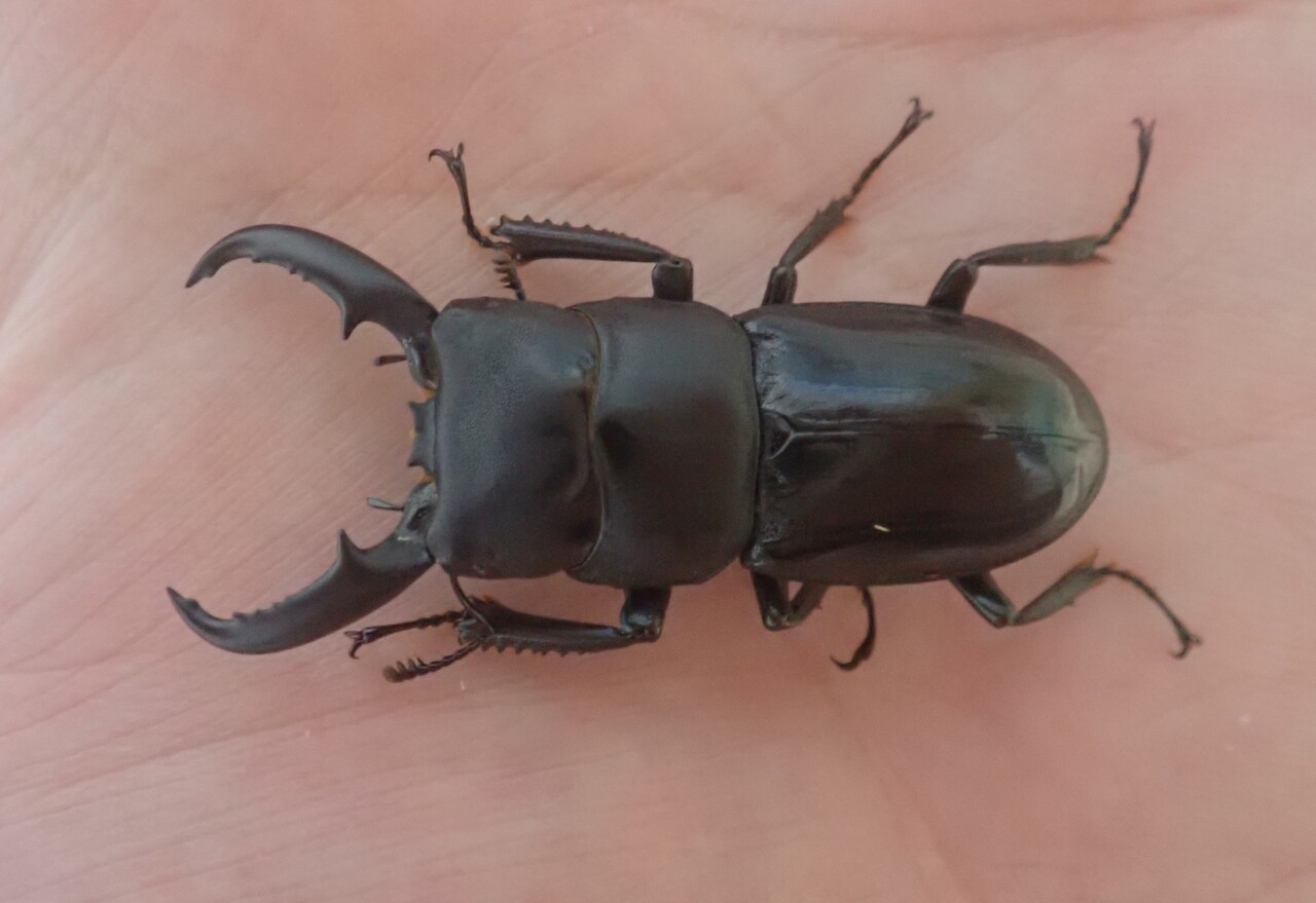 ハチジョウヒラタ（WF3）飼育記 : NEOの虫採りはいじゃんぷ