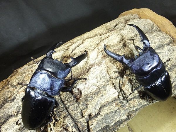 大型ヒラタ～～～ : カブトクワガタ☆GLOBAL