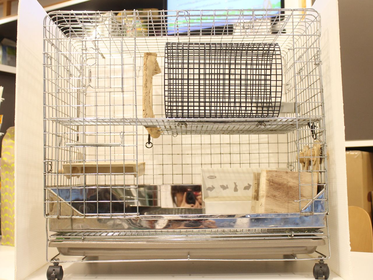 プロケージのすゝめ : うさぎブログ うさぎのしっぽ公式ブログ「日々