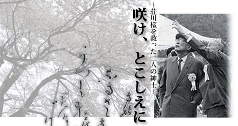 笹部新太郎という「桜男」のおはなし : 「サクラサク里」プロジェクト