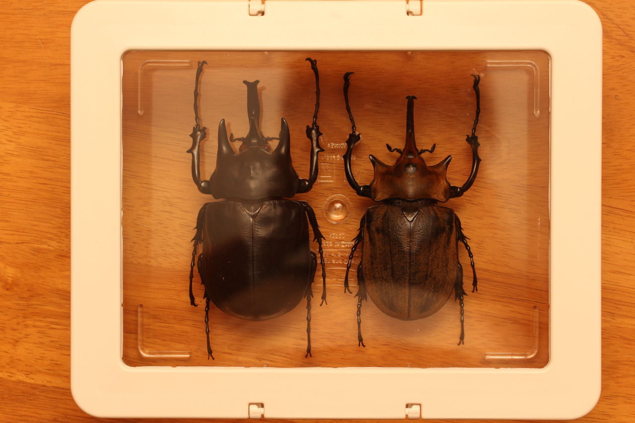 お手軽激安標本箱 : オオカブトの部屋