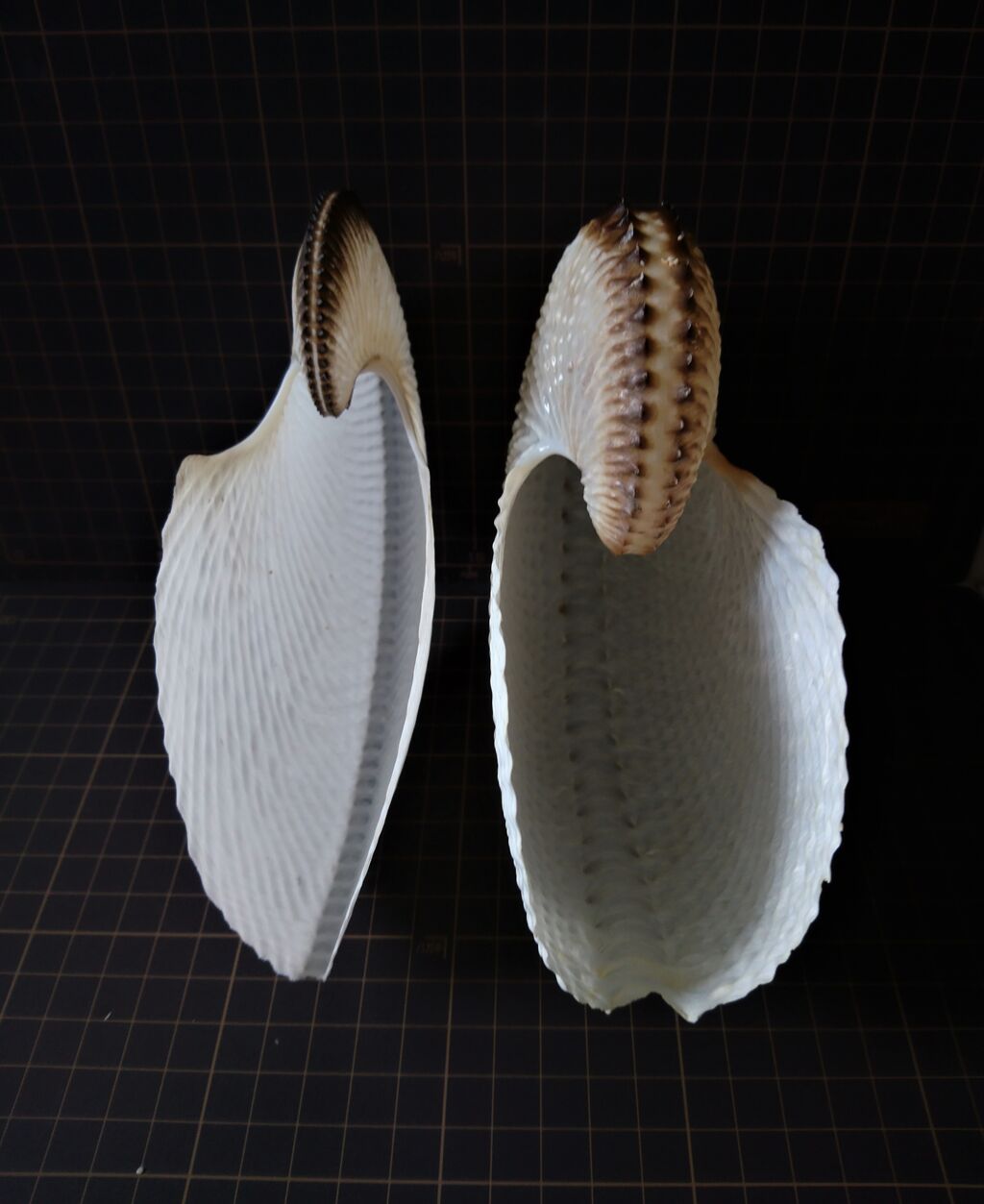 アオイガイとチリメンアオイ : 波と風の音を聴きながら～