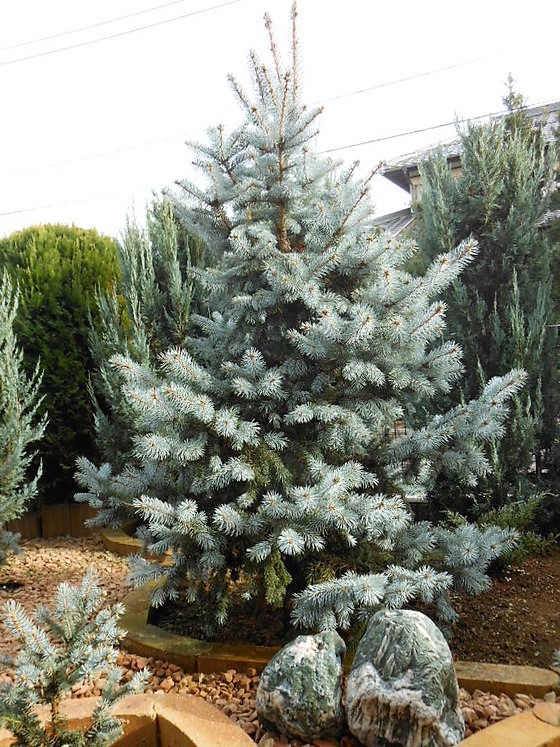 プンゲンストウヒ』【ホプシー】 : 【BOTANICAL MAJESTY】