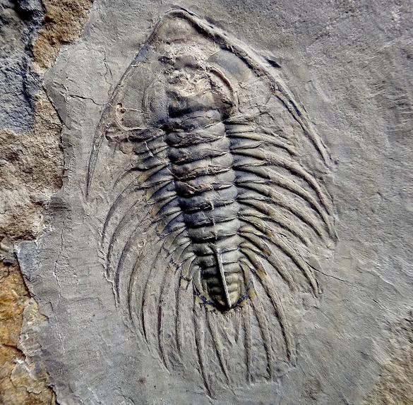 カナダ産 三葉虫 Greenops widderensis カナダ産 三葉虫 Greenops