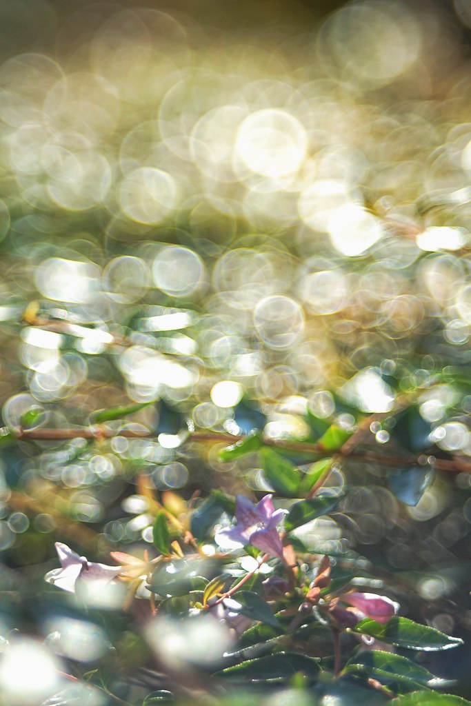 オールドレンズ】FUJINON 55mm F2.2のバブルボケを楽しむ【オールド