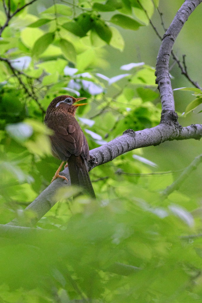 良品/作例] Canon New FD 300mm f4 キヤノン 望遠 良品/作例] Canon