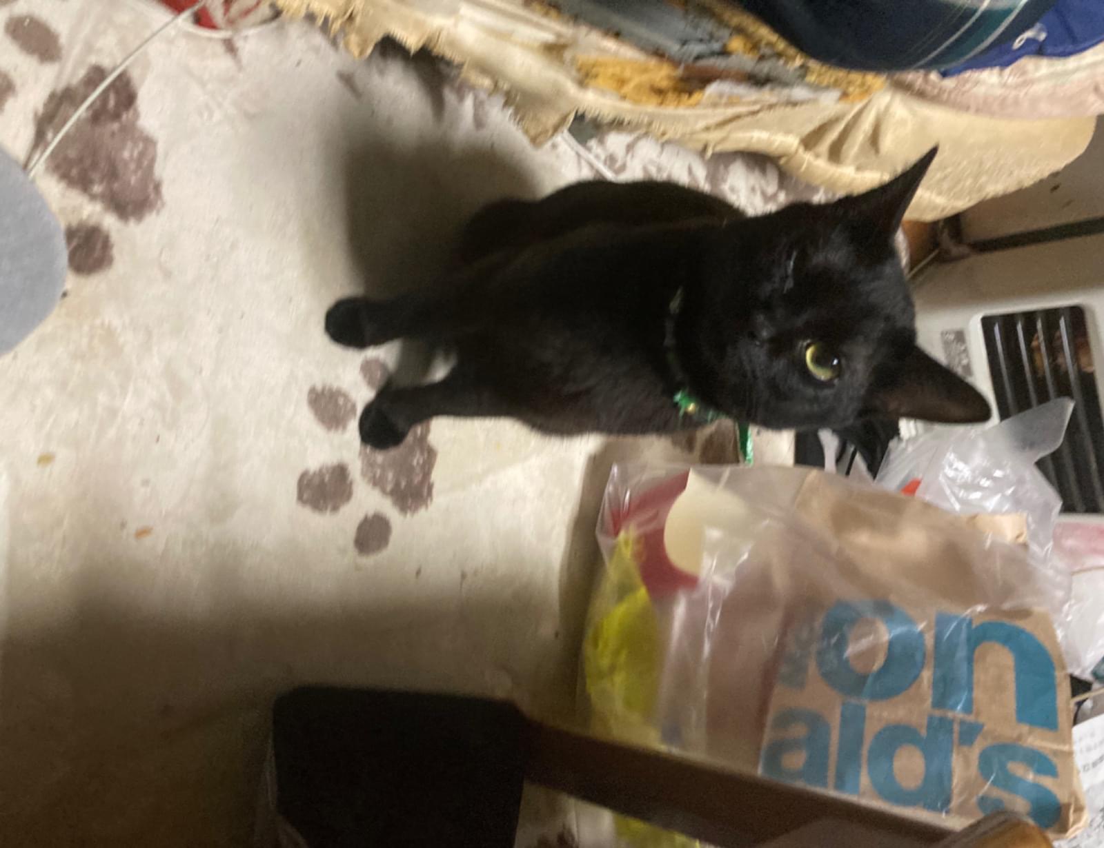 しっぽが長い黒猫探してます