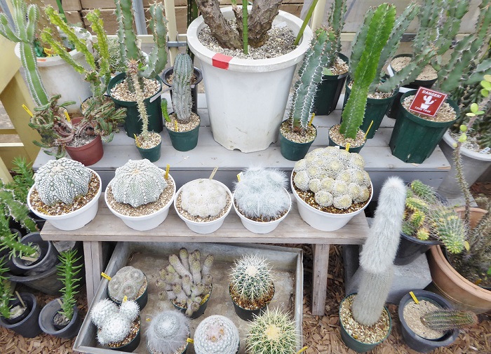 取材レポート】人気植物スポットSOLSO FARM（川崎）がリニューアル