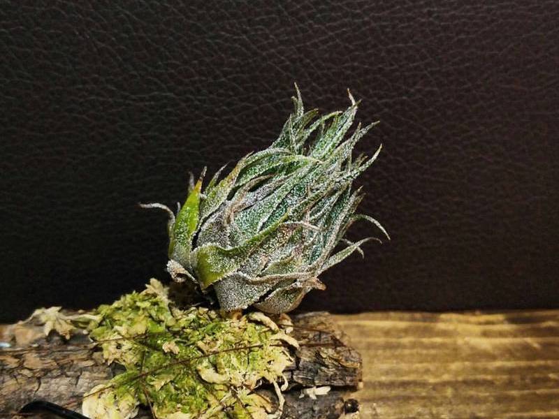 ティランジア・スプレンゲリアナの育て方・栽培方法 | LOVEGREEN(ラブ