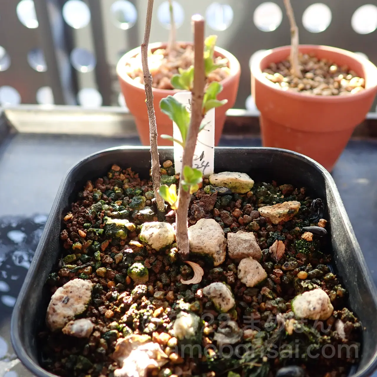 なんか出てきた！草木瓜（クサボケ）の鉢から芽が出てきました