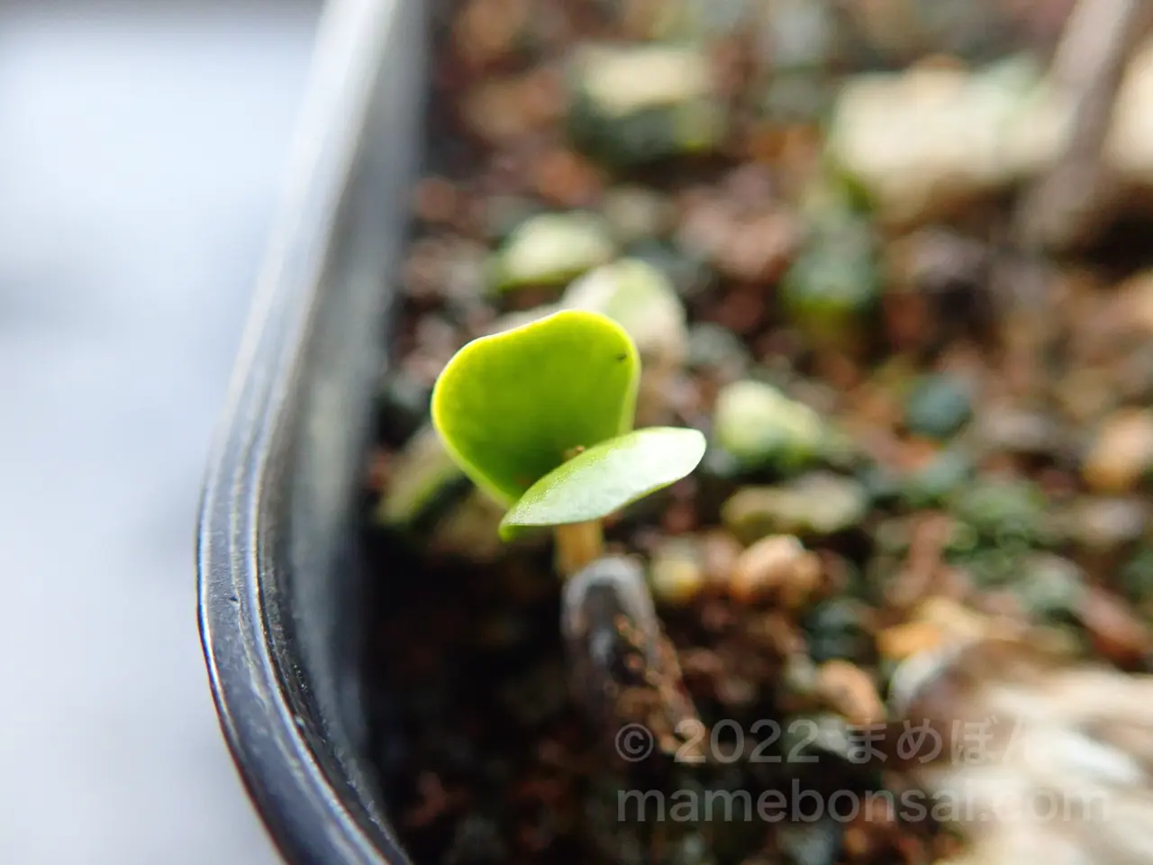なんか出てきた！草木瓜（クサボケ）の鉢から芽が出てきました