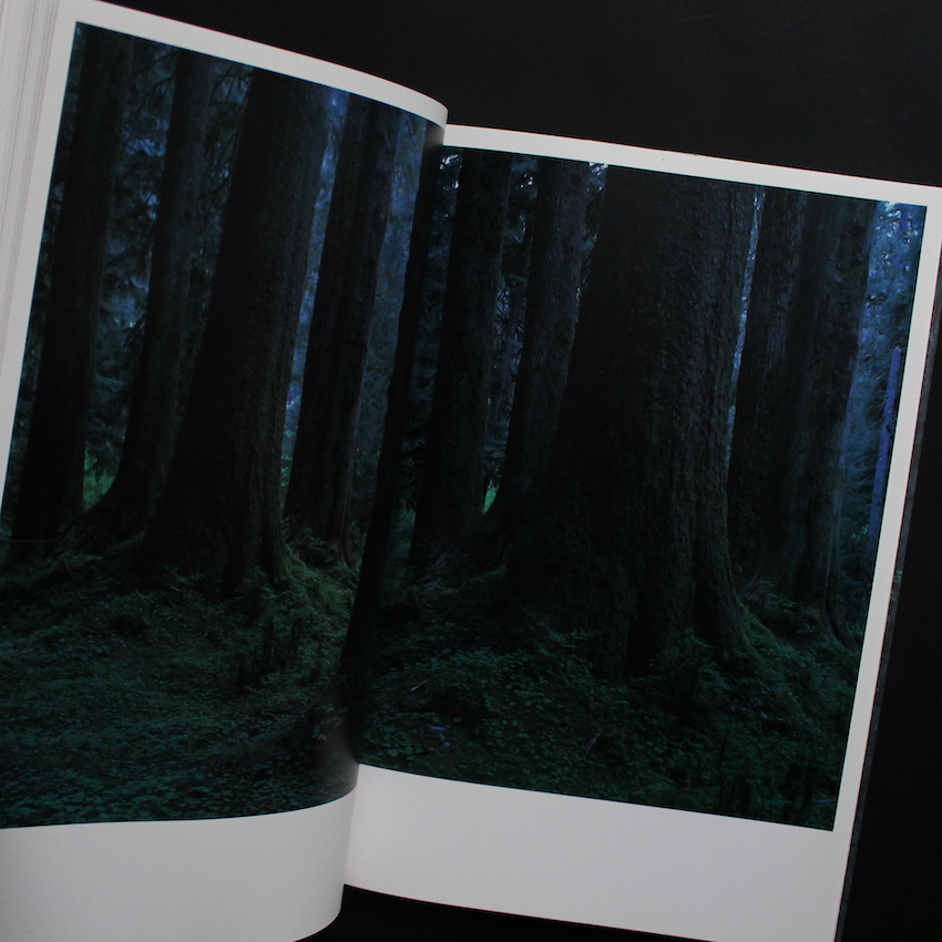 Quinault（Second Printing） - 上田 義彦 / Yoshihiko Ueda