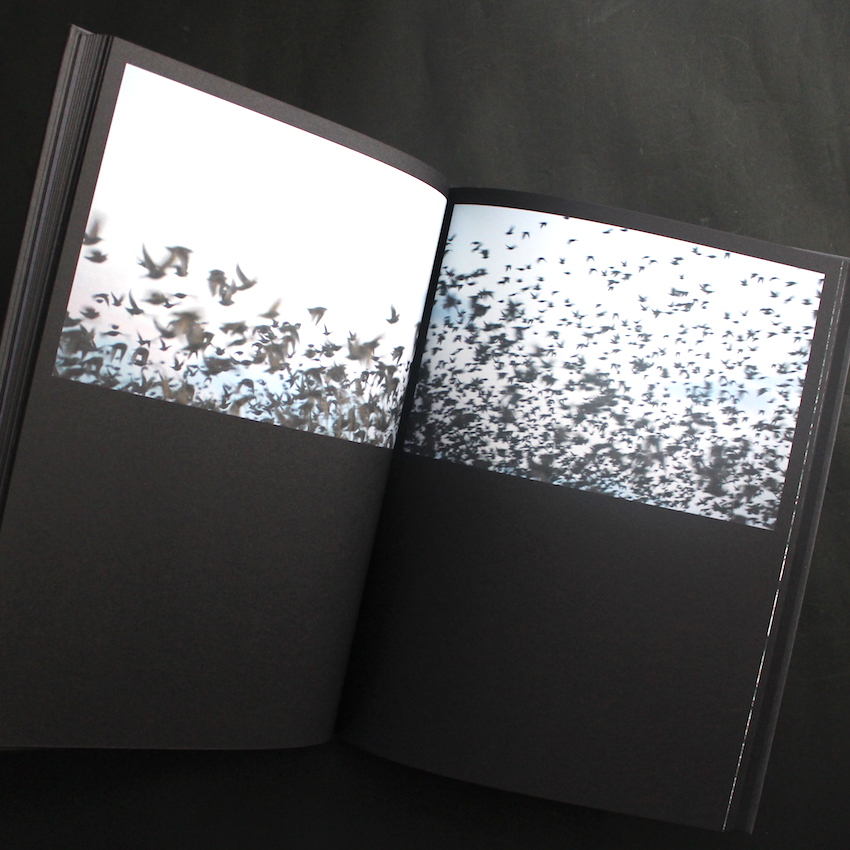 Halo（English Edition） - 川内 倫子 / Rinko Kawauchi