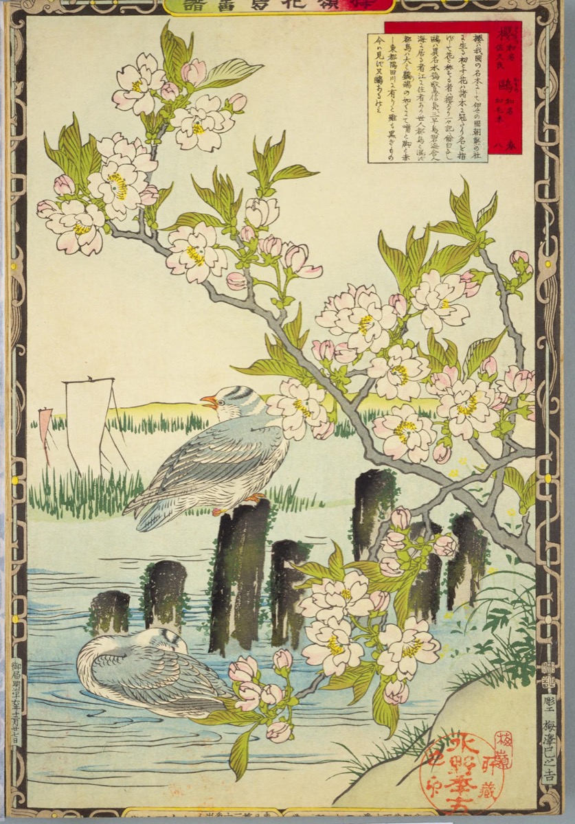 楳嶺花鳥画譜 桜・鴎 | - Japaaan