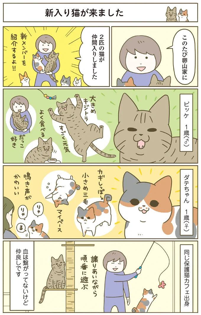 うちの猫がまた変なことしてる。8』 | 毎日が発見ネット