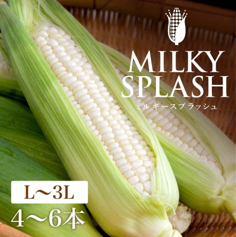 静岡県産白とうもろこし ミルキースプラッシュ 【L～3Lサイズ/4～6本