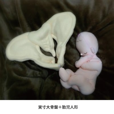 骨盤＋胎児人形～ 助産実習セットA