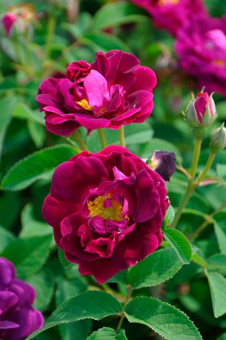 確認用｣ バラ苗 接木苗 イヴ系 切り花品種 和バラ 薔薇 苗 レア