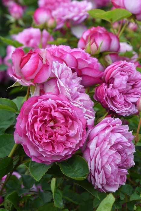 バラ苗【中苗】カレス 国産苗 6号鉢植え品《OS-OS2》 | すべての商品