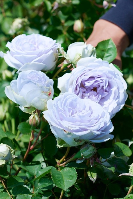 バラ苗【中苗】ポルトブルー 国産苗 6号鉢植え品［農林水産省 品種登録