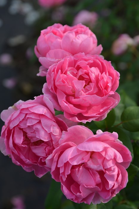 冬季大苗】バラ苗 パフュームエバースケープ 国産苗 6号鉢植え品［契約