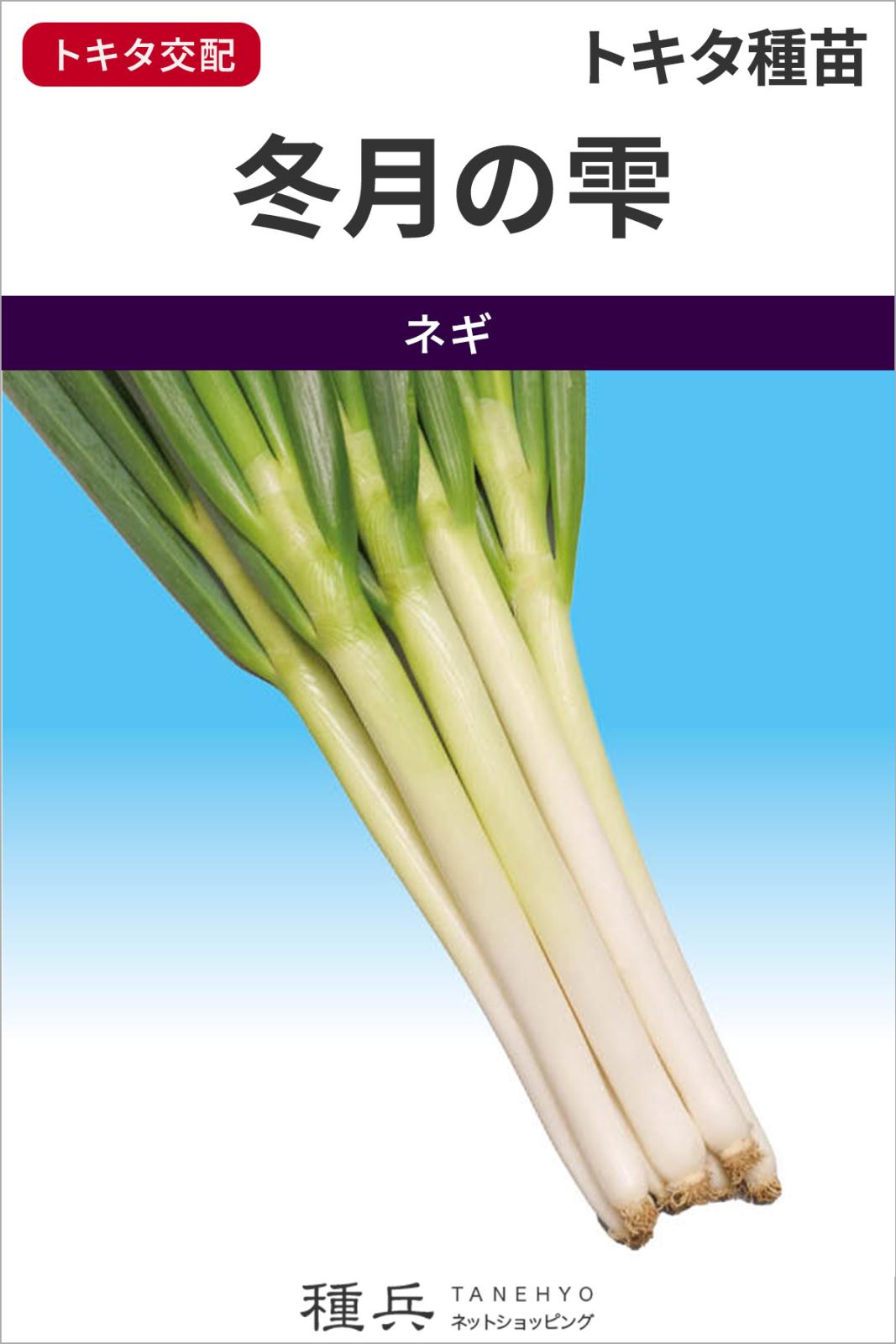 根深ネギ 種 『冬月の雫』 トキタ種苗 | たね,葉菜の種,ネギ,根深・白