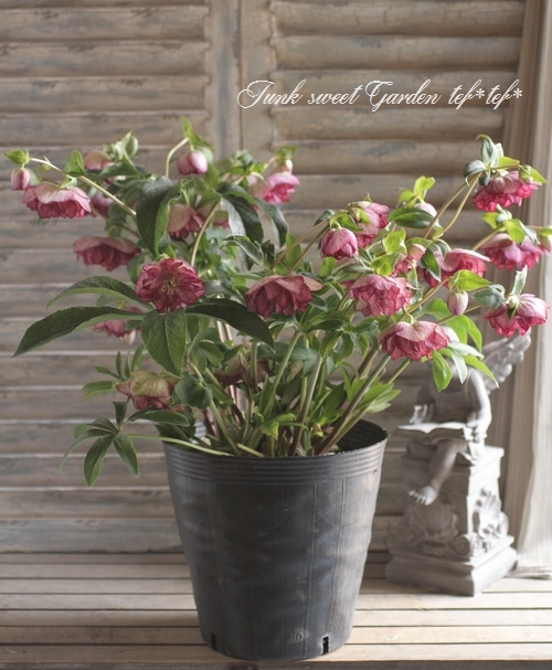 クリスマスローズ クリスマスローズの語源にもなった 早咲きニゲル 地味だけど原種には