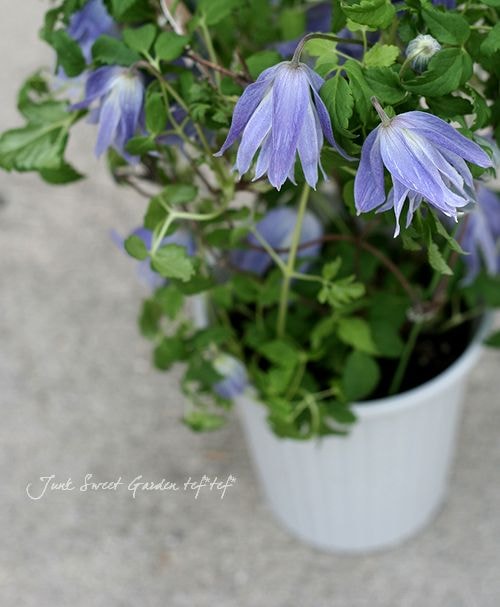 クレマチス　苗　マクロペタラウェッセルトン　アトラゲネ系　宿根草 八重咲きクレマチス（アトラゲネ系）【マクロペタラ ウェッセルトン