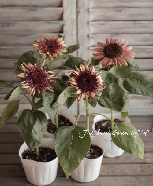 【ひまわり】 i>Helianthus annuus</i><BR><BR>アンティークカラー<BR>夏と言えば