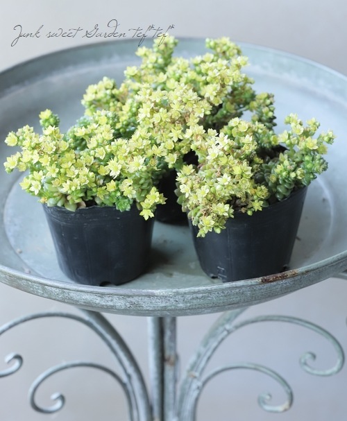 多肉植物】セダム 『リトルジェム』 『リトルゼム』 | すべての商品