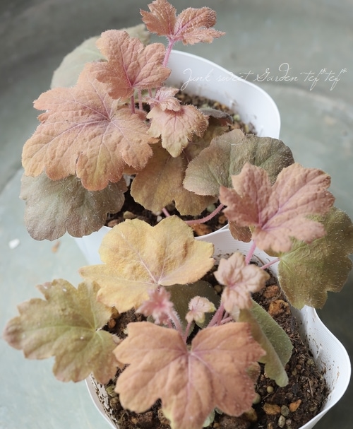 ハルディン】 ヒューケラ 『スイートティー』 | すべての商品 | | Junk