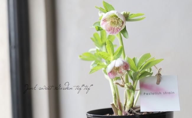 大和園】 クリスマスローズ 『パステリッシュストレイン・多花性タイプ