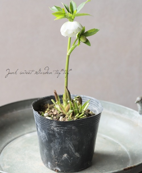 大和園】 クリスマスローズ 『ホワイトダブルカップ咲き』 2026【R