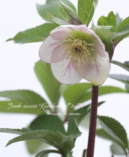 ま*い様 クリスマスローズ　パステリッシュストレイン　デュメ系　カップ咲き 園芸ネット本店｜大和園さんのクリスマスローズ：26-03パステリッシュ