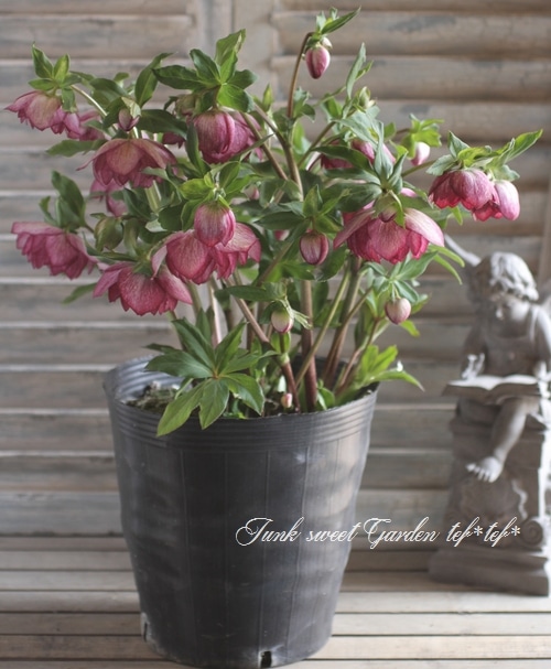 クリスマスローズ開花株 クリスマスローズ 開花株 4.5寸 昨シーズン購入苗 加藤農園 2/27まで