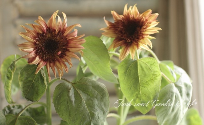 ひまわり i>Helianthus annuus</i><BR><BR>アンティークカラー<BR>夏と言えば