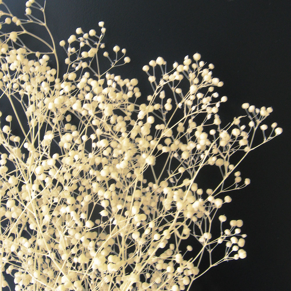 かすみ草 大束 【ホワイト・グリーン・エンジェルグリーン】 高さ約