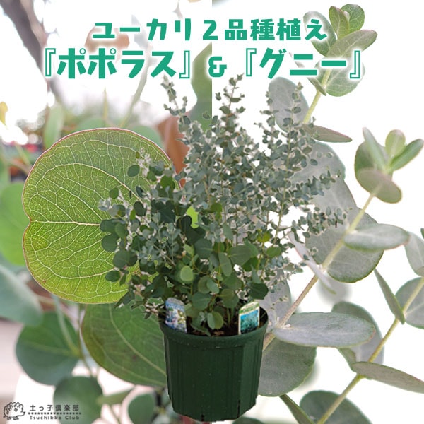 ユーカリ 2品種植え （ ポポラス ＆ グニー）8号スリット鉢 | 用途