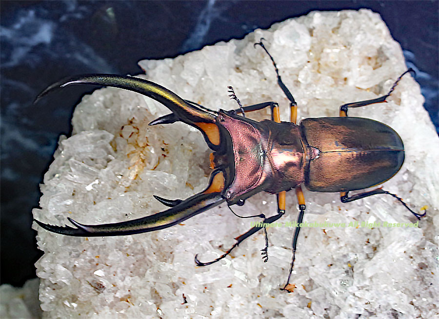 2022-0707 新着WILDインドネシア便 キクロ最大の美麗種!! エラフス