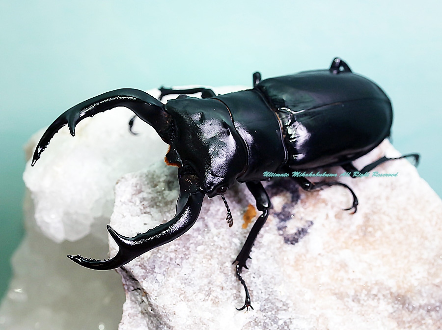 2019年WILDからの ミャンマーカチン産 最高峰!! ウエストウッディ