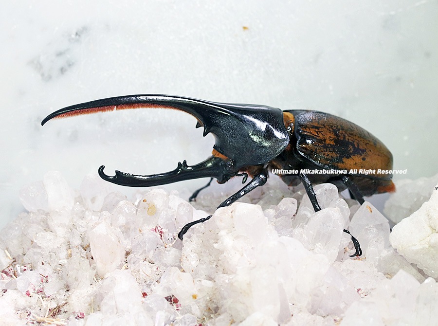 2024,2/4,5 新着WILD 南米エクアドル便 ヘラクレスオキシデンタリス No