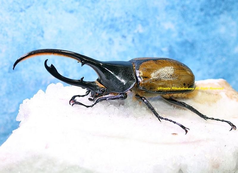 2026,2/2,3新着WILD 超Ultimate14 南米エクアドル便 ヘラクレス