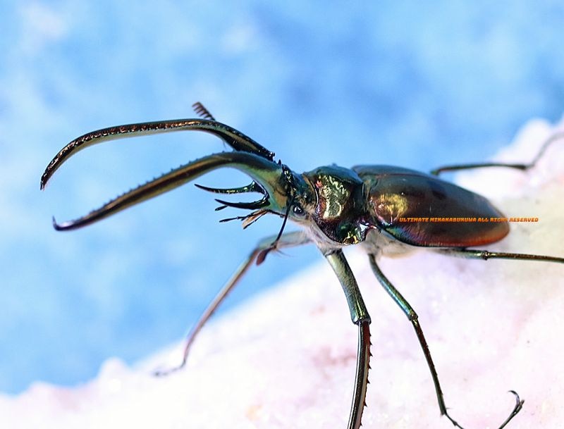 2026,2/22新着WILD 超Ultimate15 南米チリ便 世界最高峰!! チリ