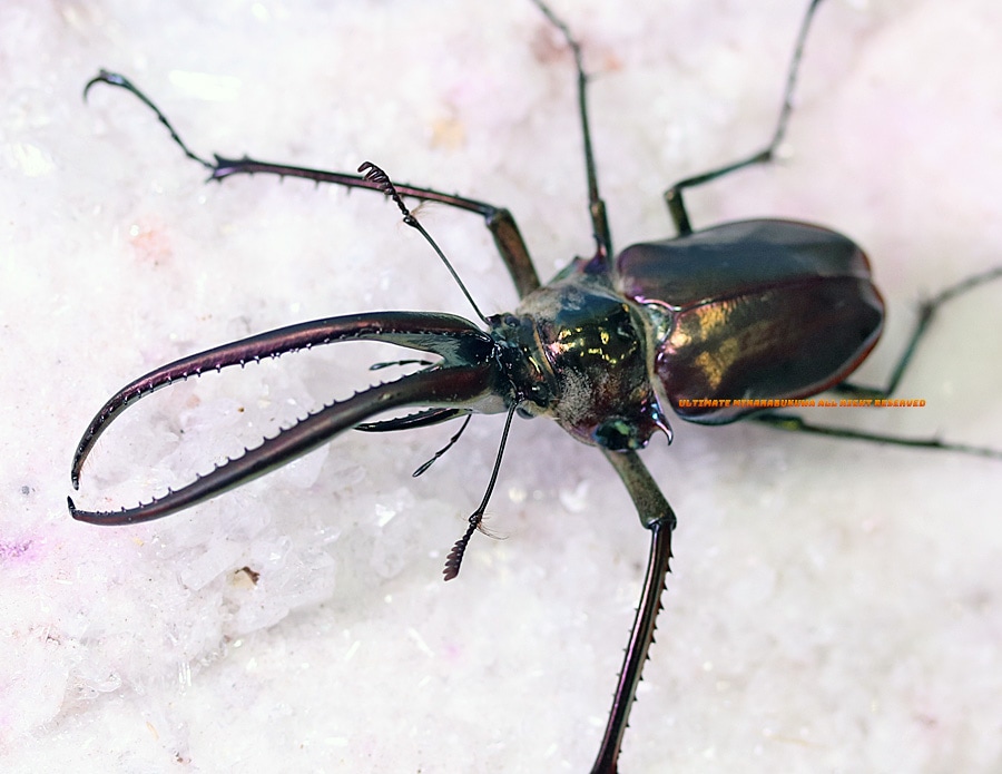 2026,2/22新着WILD 超Ultimate15 南米チリ便 世界最高峰!! チリ