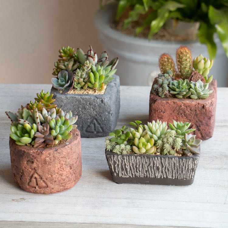 多肉植物 寄せ植え【B】 | イベント,SALE！SALE！SALE！ | 花うるる 本店