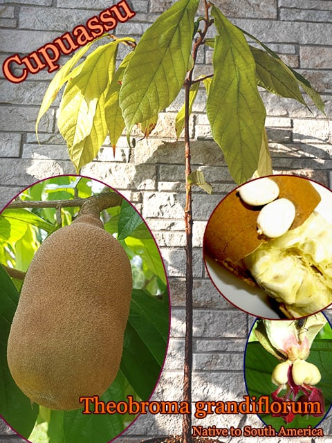 熱帯果樹・クプアス]テオブロマ・グランディフローラム(Theobroma