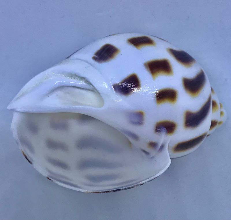 ゾウゲバイガイ5-6cm | 貝殻 | やどかり屋