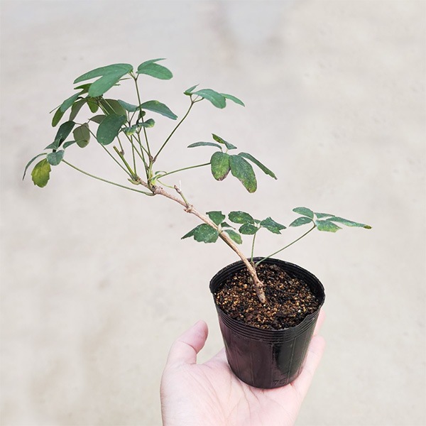 苗：五葉アケビ(ごようあけび) | 盆栽素材,苗(花物・実物),1000円以上
