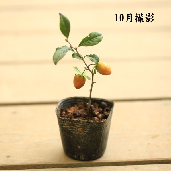 苗：ろうや柿・都の四季（都紅の四季成り品種）*ロウヤガキ/ろうやがき